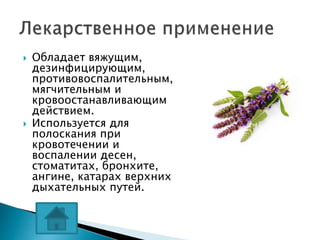  Обладает вяжущим,
дезинфицирующим,
противовоспалительным,
мягчительным и
кровоостанавливающим
действием.
 Используется для
полоскания при
кровотечении и
воспалении десен,
стоматитах, бронхите,
ангине, катарах верхних
дыхательных путей.
 
