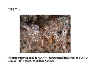 コロニー
住環境や餌の条件が整うことで、特定の菌が爆発的に増えること
コロニーができたら他の菌は入れない
 