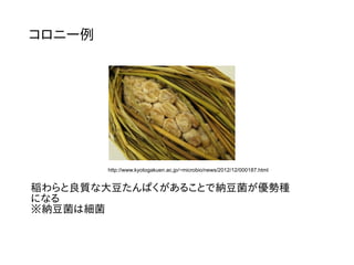 コロニー例
稲わらと良質な大豆たんぱくがあることで納豆菌が優勢種
になる
※納豆菌は細菌
http://www.kyotogakuen.ac.jp/~microbio/news/2012/12/000187.html
 