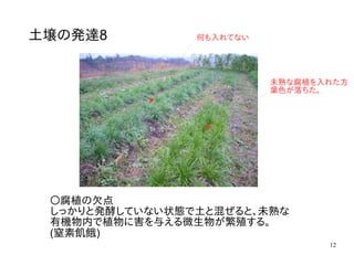 12
土壌の発達8
〇腐植の欠点
しっかりと発酵していない状態で土と混ぜると、未熟な
有機物内で植物に害を与える微生物が繁殖する。
(窒素飢餓)
未熟な腐植を入れた方
葉色が落ちた。
何も入れてない
 
