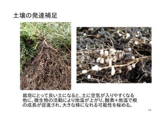 14
土壌の発達補足
栽培にとって良い土になると、土に空気が入りやすくなる
他に、微生物の活動により地温が上がり、酸素＋地温で根
の成長が促進され、大きな株になれる可能性を秘める。
 