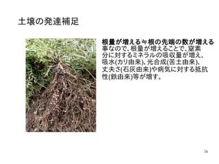 16
土壌の発達補足
根量が増える≒根の先端の数が増える
事なので、根量が増えることで、窒素
分に対するミネラルの吸収量が増え、
吸水(カリ由来)、光合成(苦土由来)、
丈夫さ(石灰由来)や病気に対する抵抗
性(鉄由来)等が増す。
 