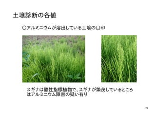 28
土壌診断の各値
〇アルミニウムが溶出している土壌の目印
スギナは酸性指標植物で、スギナが繁茂しているところ
はアルミニウム障害の疑い有り
 