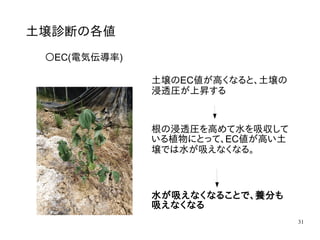 31
土壌診断の各値
〇EC(電気伝導率)
土壌のEC値が高くなると、土壌の
浸透圧が上昇する
根の浸透圧を高めて水を吸収して
いる植物にとって、EC値が高い土
壌では水が吸えなくなる。
水が吸えなくなることで、養分も
吸えなくなる
 