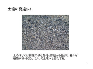 4
土壌の発達2-1
土のはじめは川底の様な砂地(鉱物)から始まり、様々な
植物が根付くことによって土壌へと変化する。
 