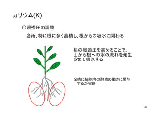 49
カリウム(K)
〇浸透圧の調整
各所、特に根に多く蓄積し、根からの吸水に関わる
根の浸透圧を高めることで、
土から根への水の流れを発生
させて吸水する
※他に細胞内の酵素の働きに関与
　するが省略
 
