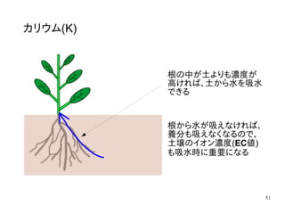 51
カリウム(K)
根の中が土よりも濃度が
高ければ、土から水を吸水
できる
根から水が吸えなければ、
養分も吸えなくなるので、
土壌のイオン濃度(EC値)
も吸水時に重要になる
 