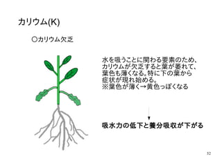 52
カリウム(K)
〇カリウム欠乏
水を吸うことに関わる要素のため、
カリウムが欠乏すると葉が萎れて、
葉色も薄くなる。特に下の葉から
症状が現れ始める。
※葉色が薄く→黄色っぽくなる
吸水力の低下と養分吸収が下がる
 