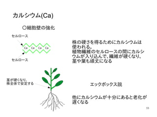 53
カルシウム(Ca)
〇細胞壁の強化
株の硬さを得るためにカルシウムは
使われる。
植物繊維のセルロースの間にカルシ
ウムが入り込んで、繊維が硬くなり、
茎や葉も頑丈になる
エックボックス説
セルロース
セルロース
他にカルシウムが十分にあると老化が
遅くなる
茎が硬くなり、
株全体で安定する
 