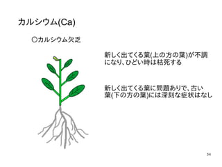 54
カルシウム(Ca)
〇カルシウム欠乏
新しく出てくる葉(上の方の葉)が不調
になり、ひどい時は枯死する
新しく出てくる葉に問題ありで、古い
葉(下の方の葉)には深刻な症状はなし
 