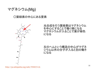 55
マグネシウム(Mg)
〇葉緑素の中心にある要素
光合成を行う葉緑素はマグネシウム
を中心にすることで働く様になる
マグネシウムが入ることで葉が緑色
になる
左のヘムという構造の中心がマグネ
シウム以外の分子が入ると別の働き
になる
http://ja.wikipedia.org/wiki/クロロフィル
 