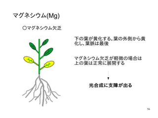 56
マグネシウム(Mg)
〇マグネシウム欠乏
下の葉が黄化する。葉の外側から黄
化し、葉脈は最後
マグネシウム欠乏が軽微の場合は
上の葉は正常に展開する
下の葉が黄化する。葉の外側から黄
化し、葉脈は最後
光合成に支障が出る
 