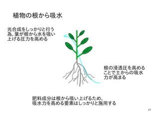 57
植物の根から吸水
光合成をしっかりと行う
為、葉が根から水を吸い
上げる圧力を高める
根の浸透圧を高める
ことで土からの吸水
力が高まる
肥料成分は根から吸い上げるため、
吸水力を高める要素はしっかりと施用する
 