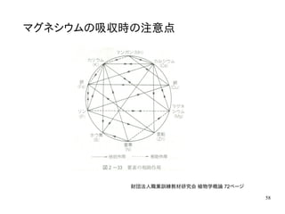 58
マグネシウムの吸収時の注意点
財団法人職業訓練教材研究会 植物学概論 72ページ
 
