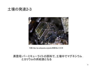 6
土壌の発達2-3
黒雲母:バーミキューライトの原料で、土壌中でマグネシウム
　　　とカリウムの供給源となる
写真:http://ja.wikipedia.org/wiki/黒雲母より引用
 