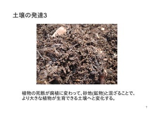 7
土壌の発達3
植物の死骸が腐植に変わって、砂地(鉱物)と混ざることで、
より大きな植物が生育できる土壌へと変化する。
 