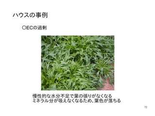 72
ハウスの事例
〇ECの過剰
慢性的な水分不足で葉の張りがなくなる
ミネラル分が吸えなくなるため、葉色が落ちる
 