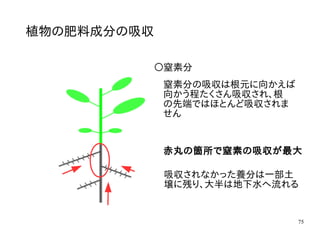 75
植物の肥料成分の吸収
〇窒素分
窒素分の吸収は根元に向かえば
向かう程たくさん吸収され、根
の先端ではほとんど吸収されま
せん
赤丸の箇所で窒素の吸収が最大
吸収されなかった養分は一部土
壌に残り、大半は地下水へ流れる
 
