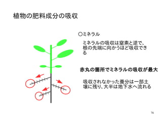 76
植物の肥料成分の吸収
〇ミネラル
ミネラルの吸収は窒素と逆で、
根の先端に向かうほど吸収でき
る
赤丸の箇所でミネラルの吸収が最大
吸収されなかった養分は一部土
壌に残り、大半は地下水へ流れる
 