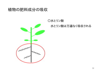 77
植物の肥料成分の吸収
〇水とリン酸
水とリン酸は万遍なく吸収される
 