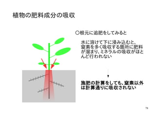 78
植物の肥料成分の吸収
〇根元に追肥をしてみると
水に溶けて下に浸み込むと、
窒素を多く吸収する箇所に肥料
が溜まり、ミネラルの吸収がほと
んど行われない
施肥の計算をしても、窒素以外
は計算通りに吸収されない
 