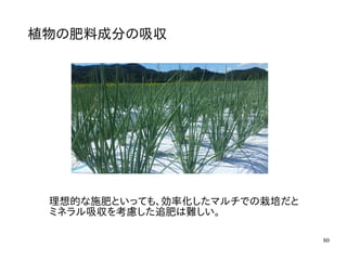 80
植物の肥料成分の吸収
理想的な施肥といっても、効率化したマルチでの栽培だと
ミネラル吸収を考慮した追肥は難しい。
 