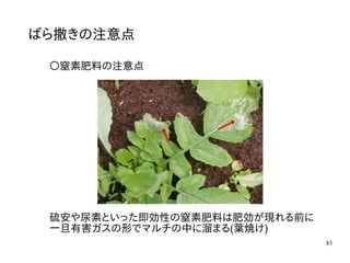 83
ばら撒きの注意点
〇窒素肥料の注意点
硫安や尿素といった即効性の窒素肥料は肥効が現れる前に
一旦有害ガスの形でマルチの中に溜まる(葉焼け)
 