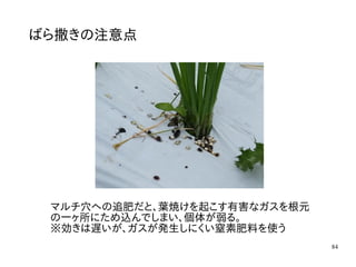 84
ばら撒きの注意点
マルチ穴への追肥だと、葉焼けを起こす有害なガスを根元
の一ヶ所にため込んでしまい、個体が弱る。
※効きは遅いが、ガスが発生しにくい窒素肥料を使う
 
