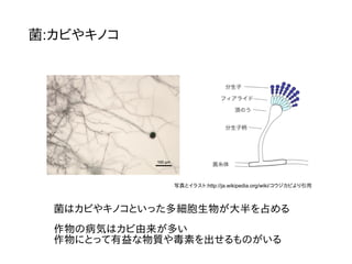 菌:カビやキノコ
写真とイラスト:http://ja.wikipedia.org/wiki/コウジカビより引用
菌はカビやキノコといった多細胞生物が大半を占める
作物の病気はカビ由来が多い
作物にとって有益な物質や毒素を出せるものがいる
 