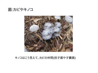 菌:カビやキノコ
キノコはこう見えて、カビの仲間(担子菌や子嚢菌)
 