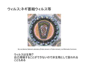ウィルス:ネギ萎縮ウィルス等
By Los Alamos National Laboratory [Public domain or Public domain], via Wikimedia Commons
ウィルスは生物？
自己増殖することができないので非生物として扱われる
こともある
 