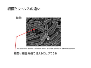 細菌とウィルスの違い
細菌は細胞分裂で増えることができる
By Credit: Rocky Mountain Laboratories, NIAID, NIH [Public domain], via Wikimedia Commons
細菌:
 
