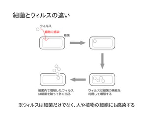 細菌とウィルスの違い
※ウィルスは細菌だけでなく、人や植物の細胞にも感染する
 