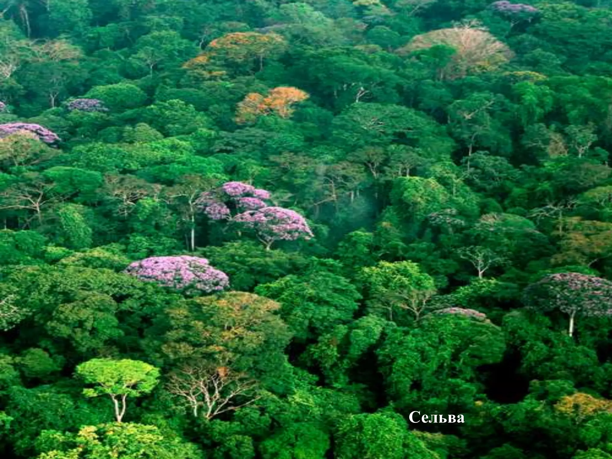 Сельва
 