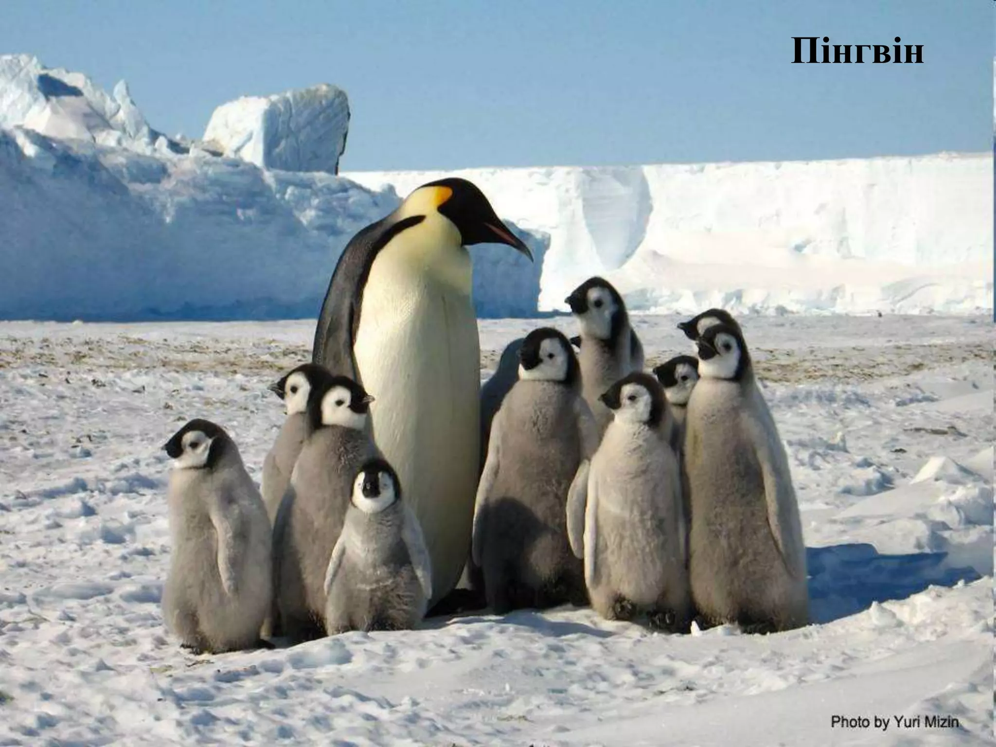 Пінгвін
 