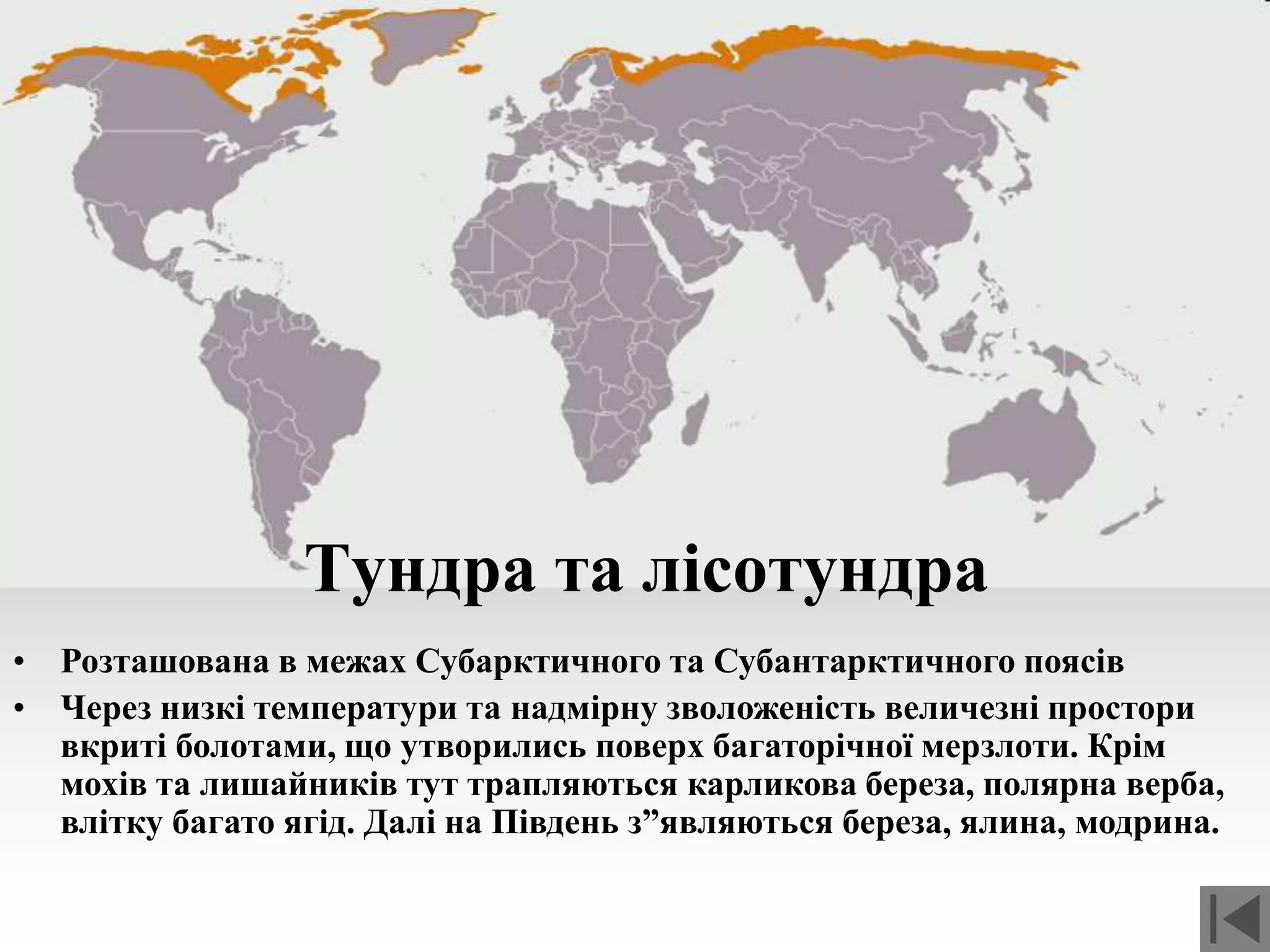 Тундра та лісотундра
• Розташована в межах Субарктичного та Субантарктичного поясів
• Через низкі температури та надмірну зволоженість величезні простори
вкриті болотами, що утворились поверх багаторічної мерзлоти. Крім
мохів та лишайників тут трапляються карликова береза, полярна верба,
влітку багато ягід. Далі на Південь з”являються береза, ялина, модрина.
 