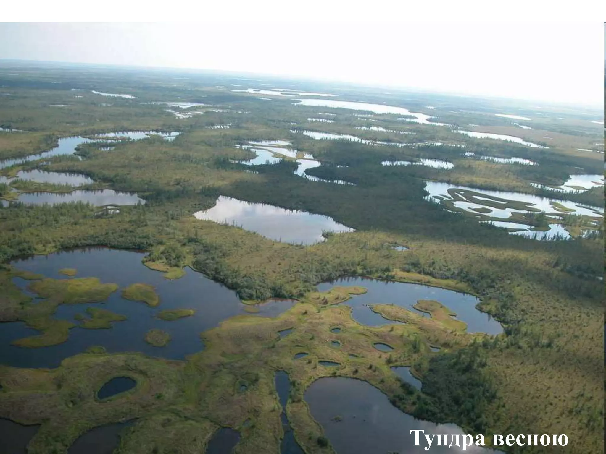 Тундра весною
 