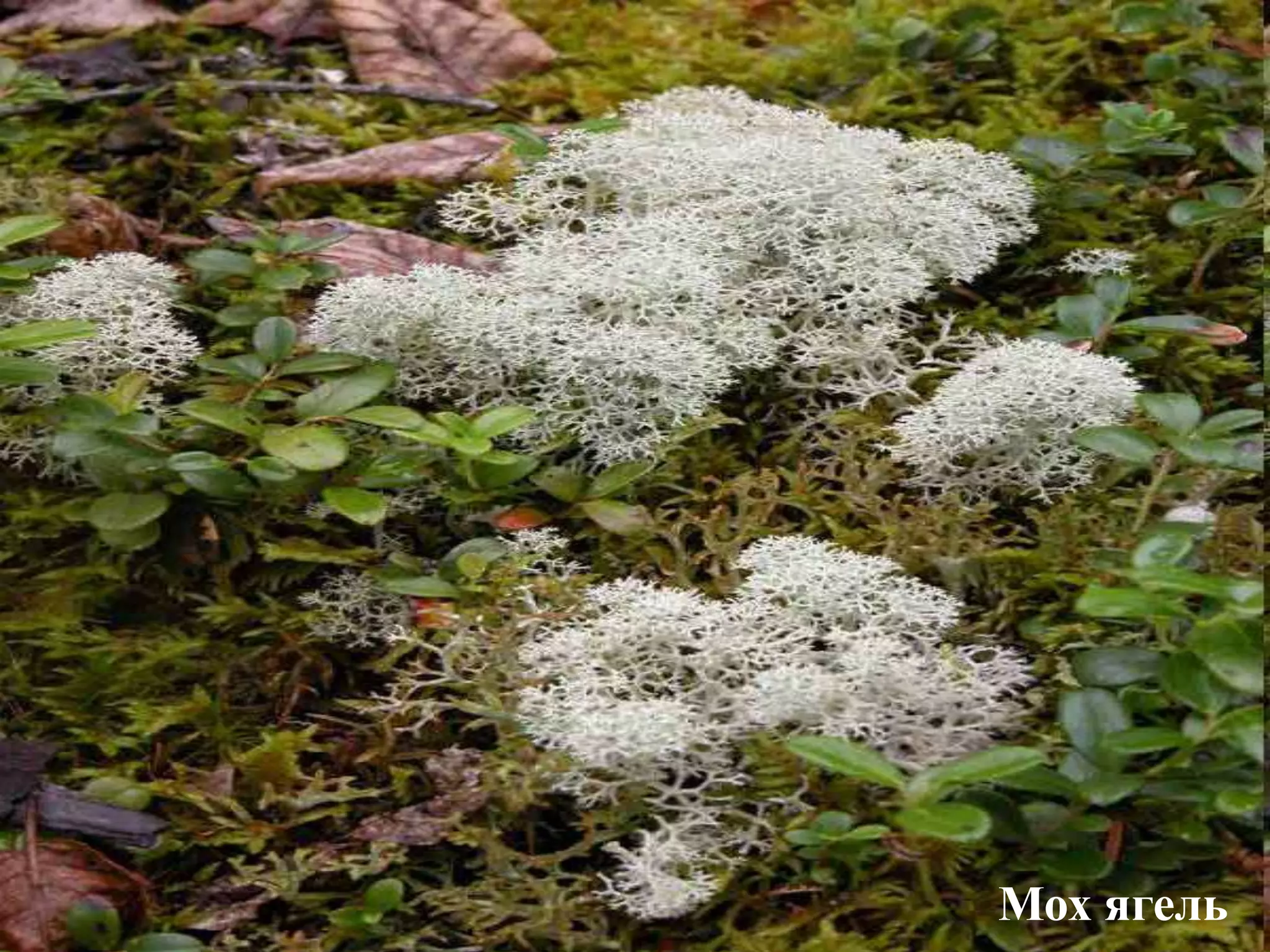 Мох ягель
 