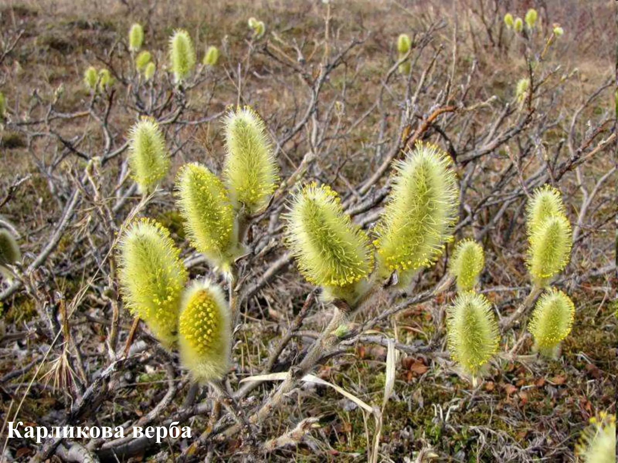 Карликова верба
 