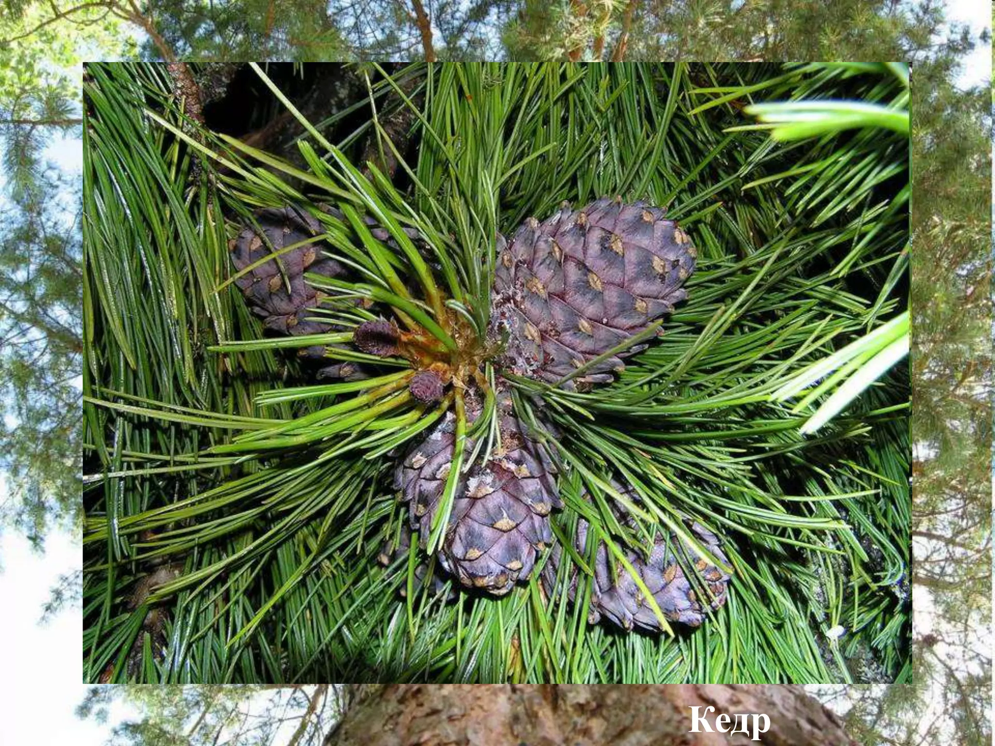 Кедр
 