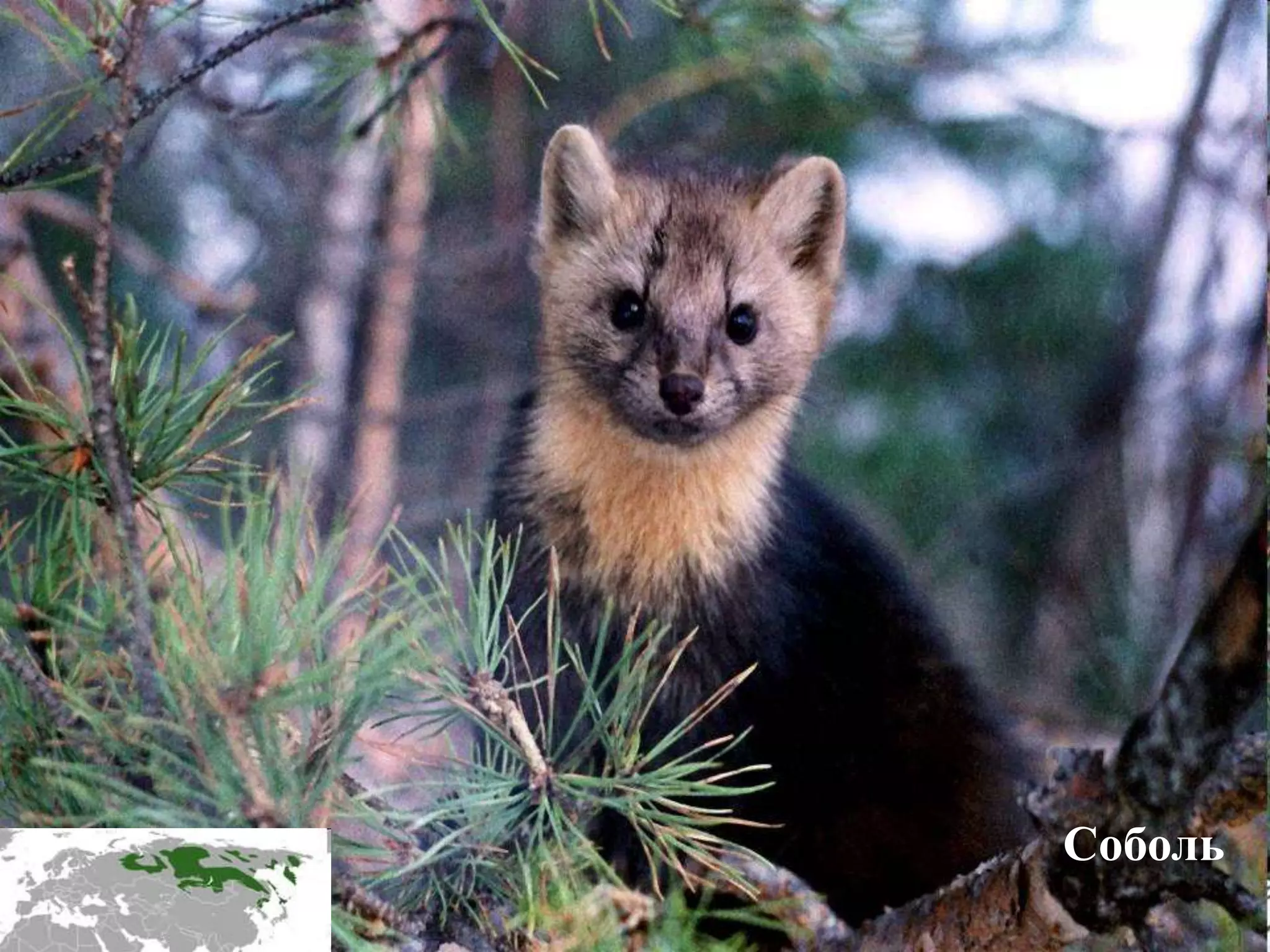 Соболь
 