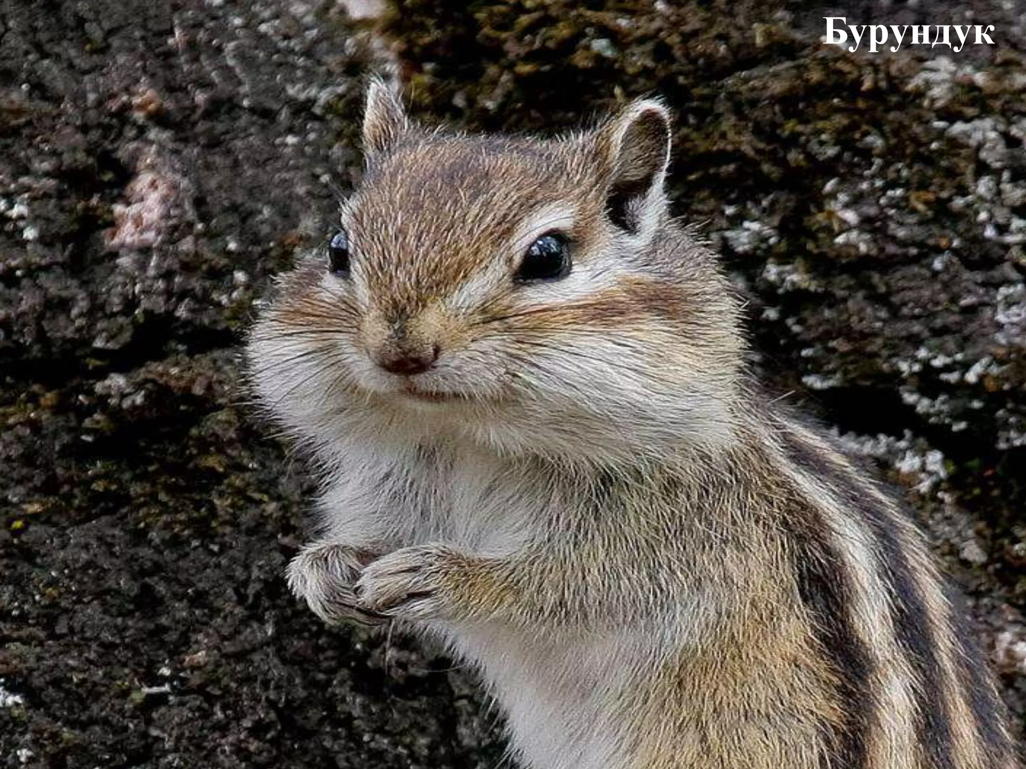 Бурундук
 