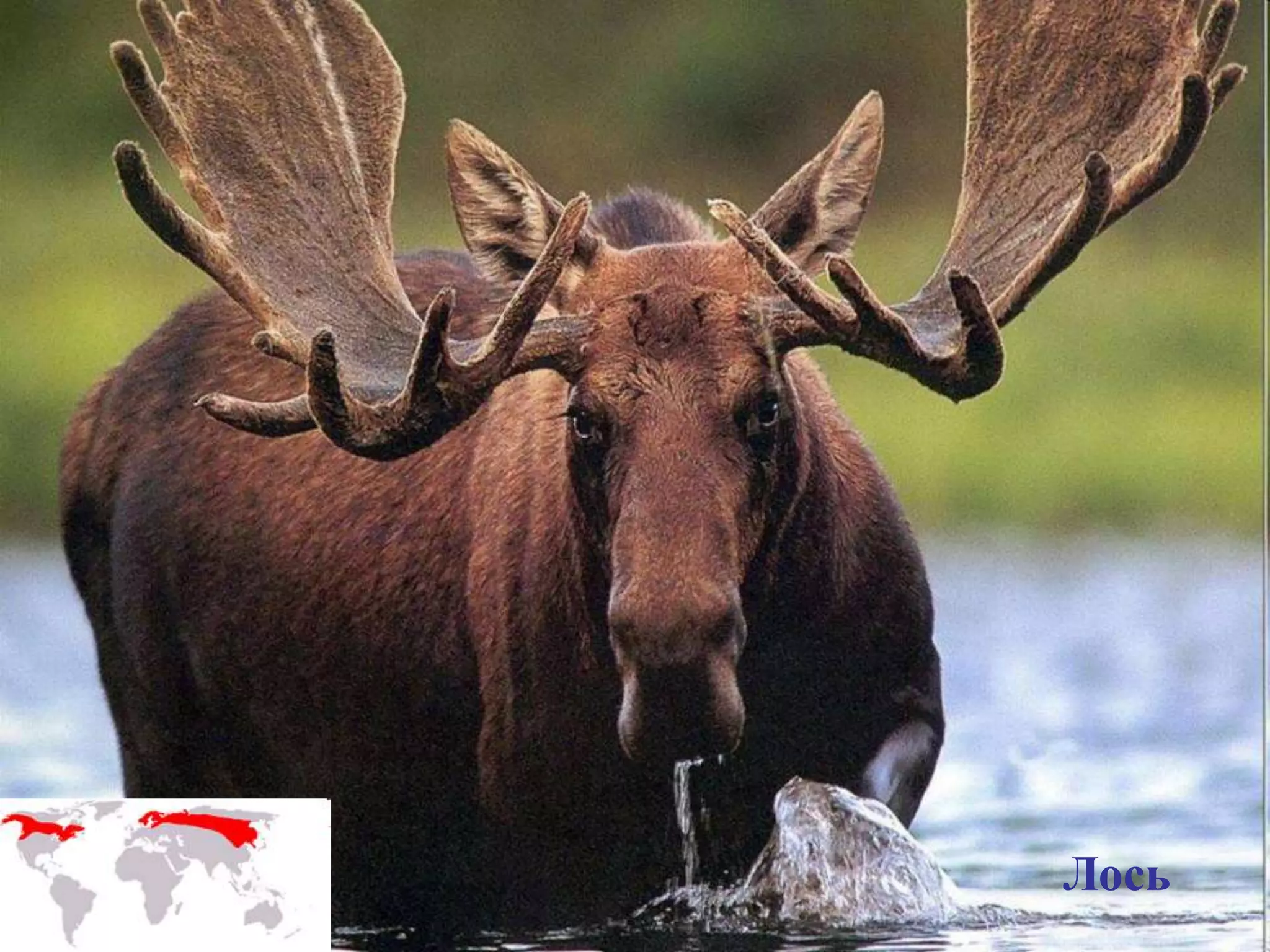 Лось
 
