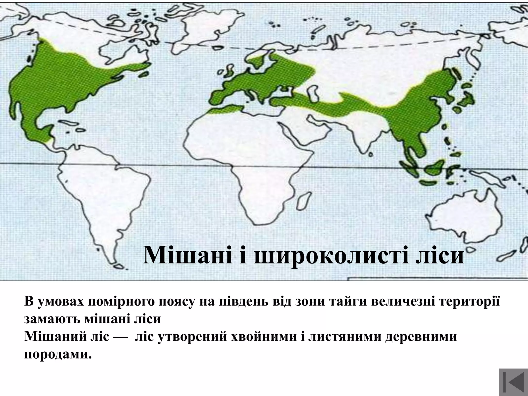 Мішані і широколисті ліси
В умовах помірного поясу на південь від зони тайги величезні території
замають мішані ліси
Мішаний ліс — ліс утворений хвойними і листяними деревними
породами.
 