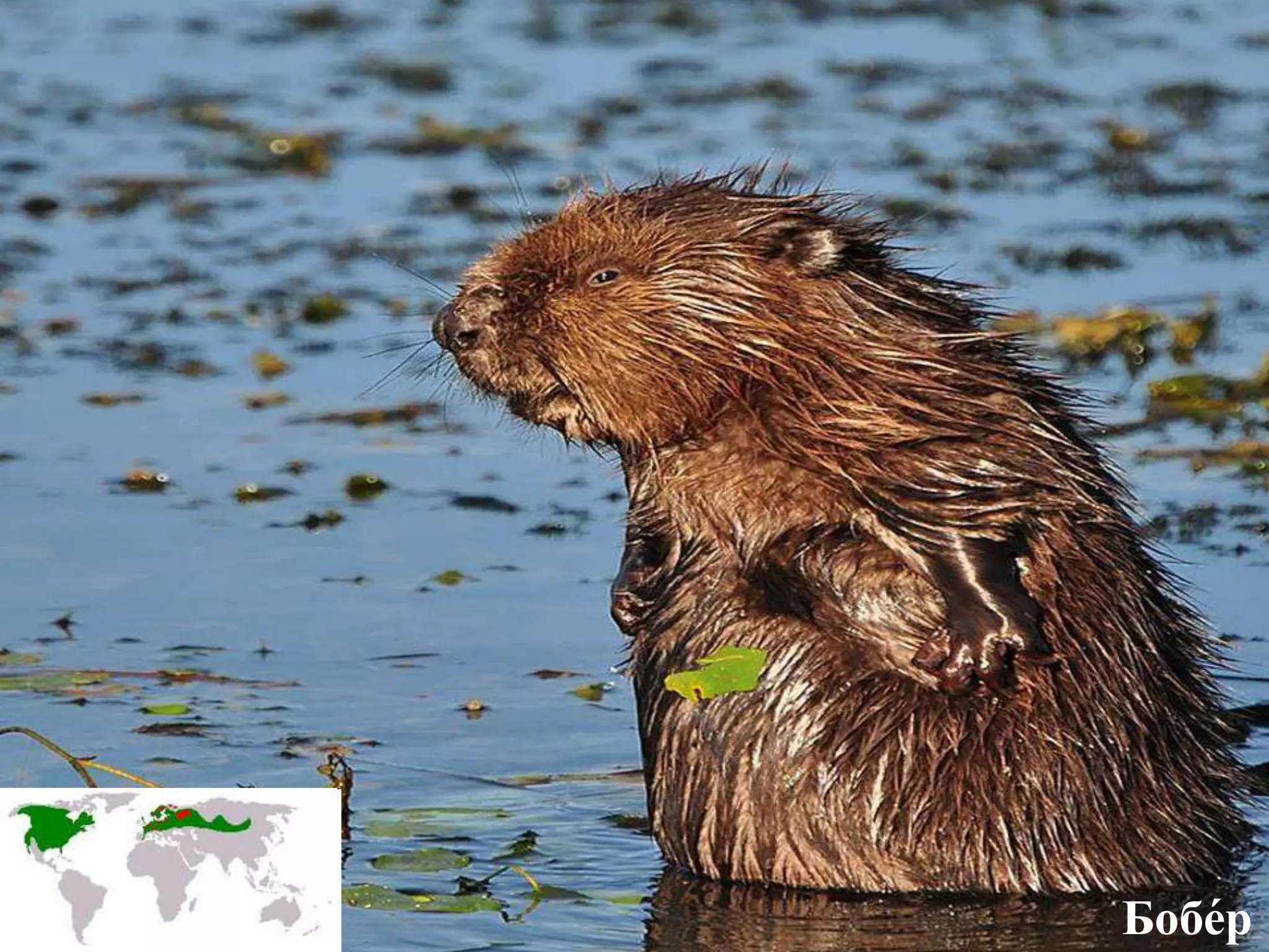 Бобе́р
 