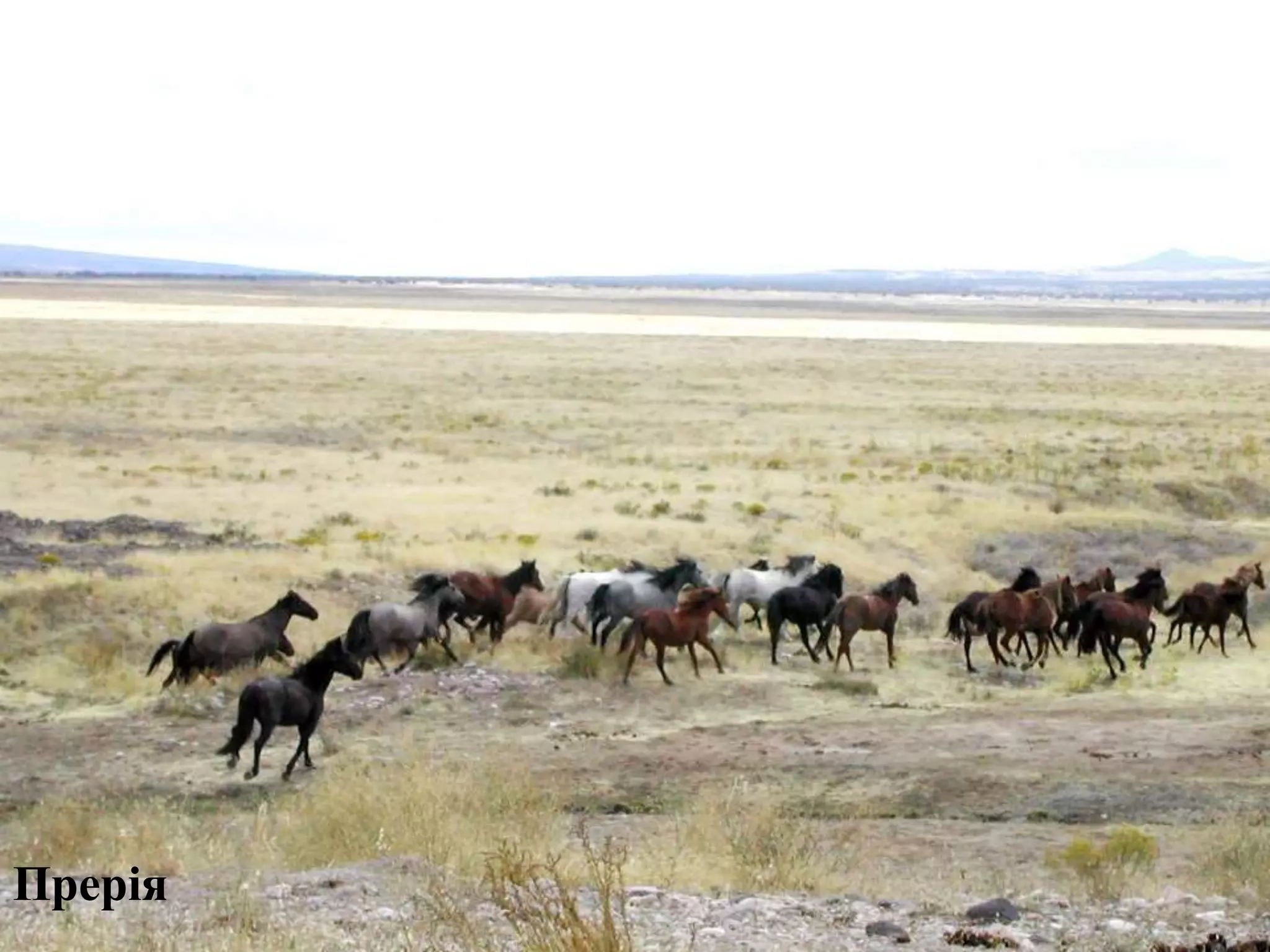 Прерія
 