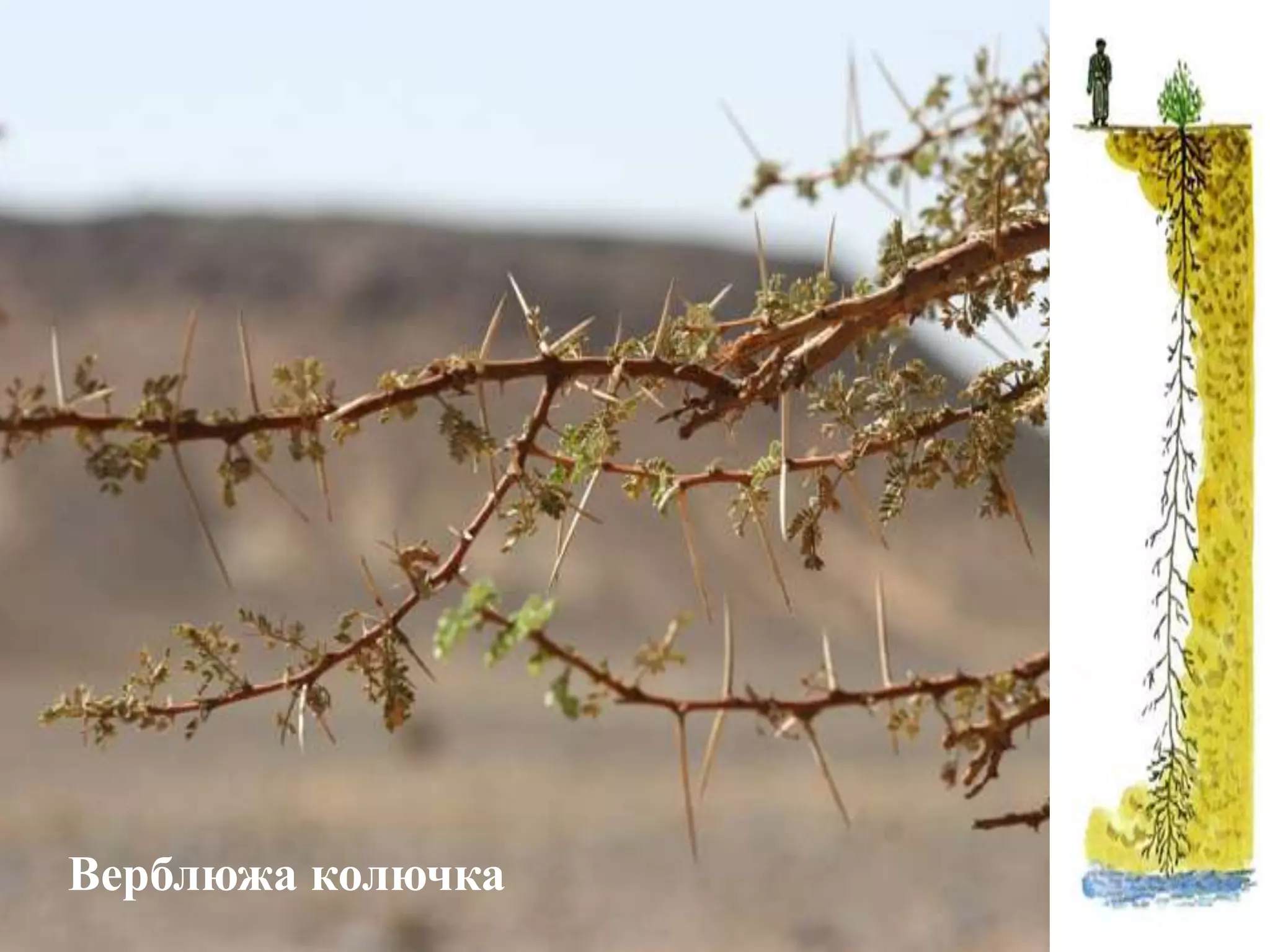 Верблюжа колючка
 