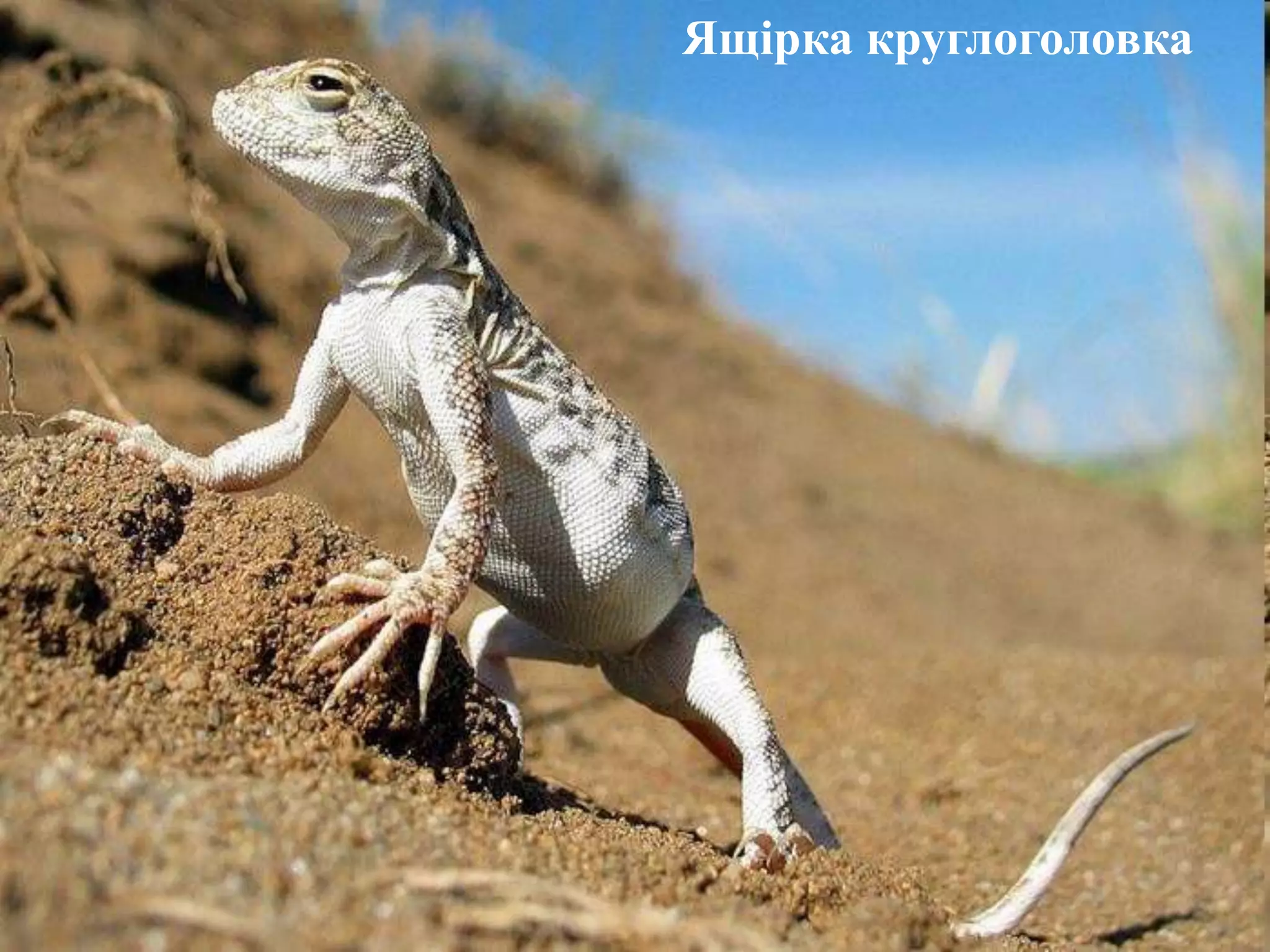 Ящірка круглоголовка
 