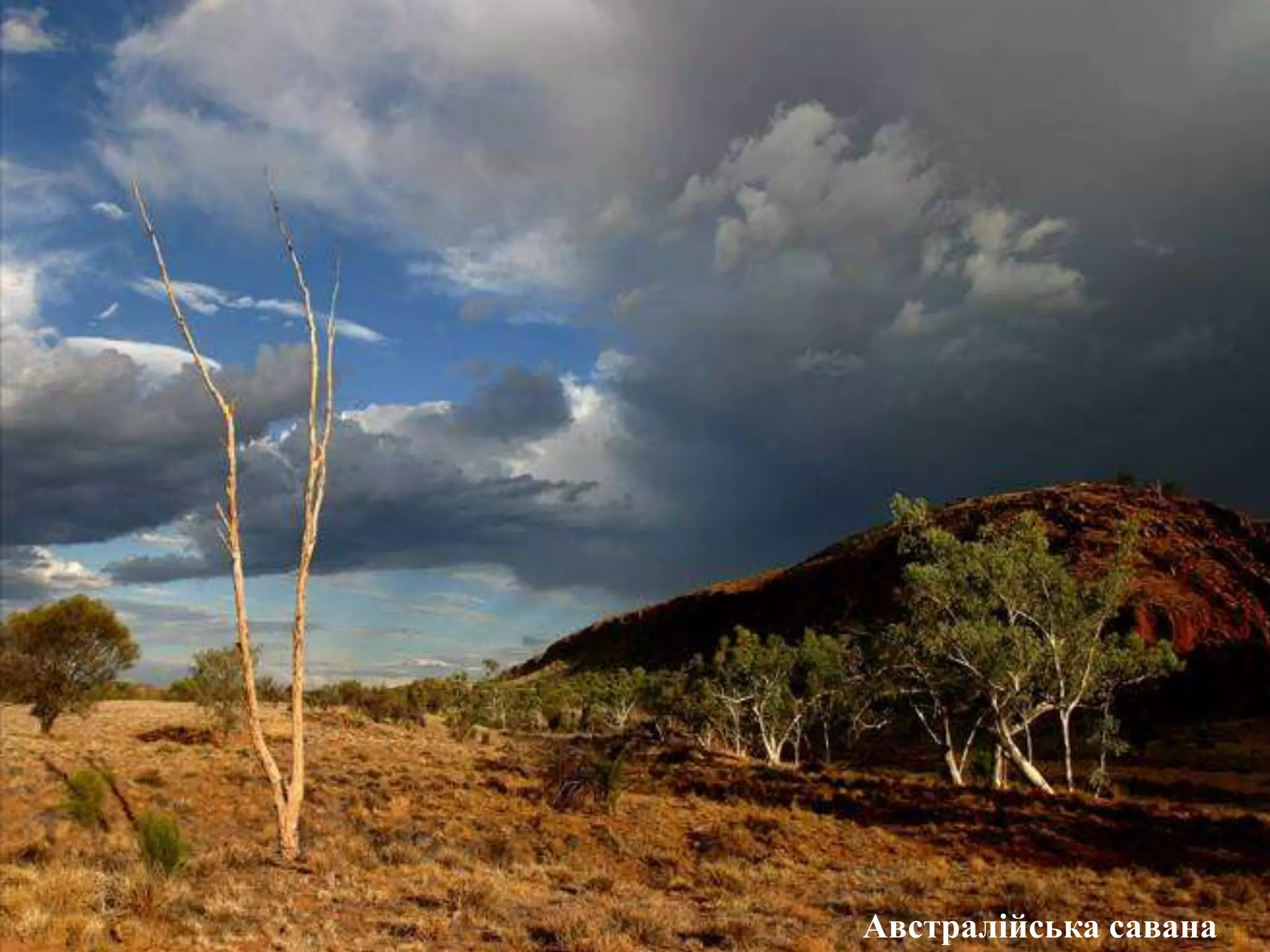 Австралійська савана
 