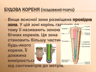  Вище всисної зони розміщена провідна
зона. У цій зоні корінь галузиться,
тому її називають зоною
бічних коренів. Ця зона
становить більшу частину
будь-якого
кореня. Її
довжина
вимірюється
від сентиметрів до метрів.
БУДОВА КОРЕНЯ (ПОЗДОВЖНІЙ РОЗРІЗ)
 